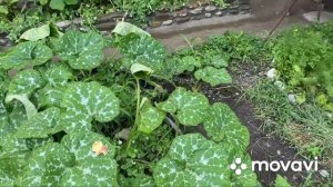 Как вырастить тыкву без земли ?