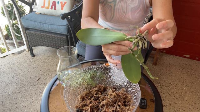 RESULTADOS DE LA ORQUÍDEA EN AGUA смотреть онлайн