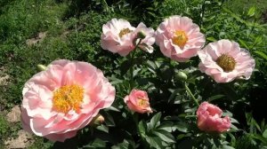 Пион САЛМОН ДРИМ / Paeonia SALMON DREAM - ОБЗОР, ОПИСАНИЕ, ЦВЕТЕНИЕ, ОТЗЫВ