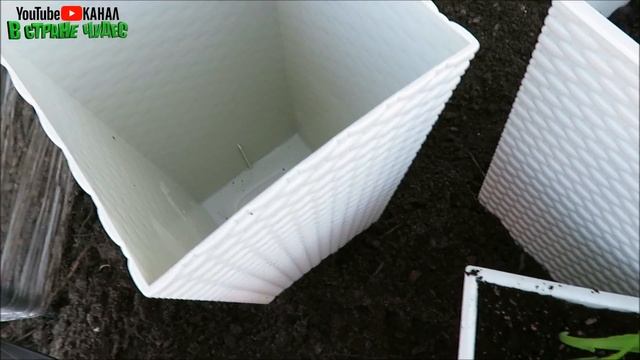 ?Гладиолусы и фрезии в кашпо ?обрезка девичий виноград ?влог смотреть онлайн