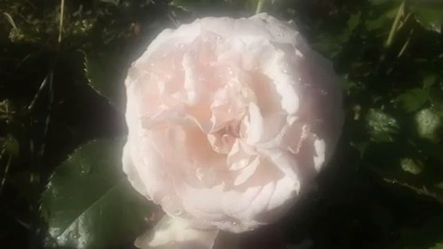 Роза Кремовая цветет.Беларусь.2022 Июль .Деревня,на границе с Литвой.Розы и Шипы. смотреть онлайн