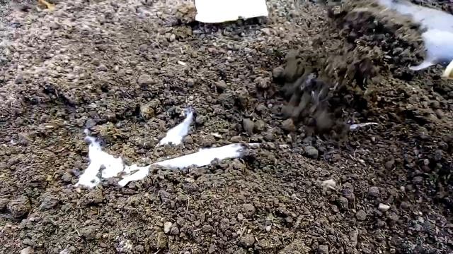 Сажаем морковь на бумаге вместе с луком на одной грядке смотреть онлайн