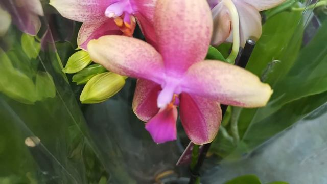 Бомбический завоз в Сочи! Орхидеи фаленопсис, ванды и не только. Оптовая база, пер. Промышленный 4. смотреть онлайн