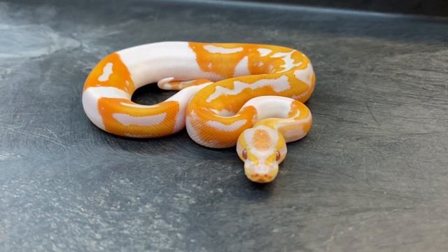 Ball Python photo shoot/ Best of 2020 Part 2- Pieds! смотреть онлайн