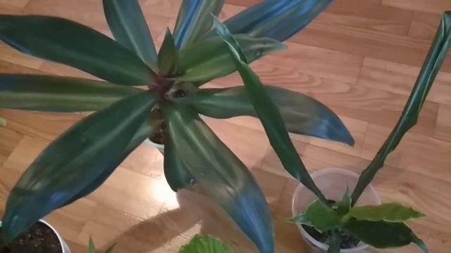 Шесть причин почему нельзя поливать растения сверху.// why you can not water the plants from above. смотреть онлайн