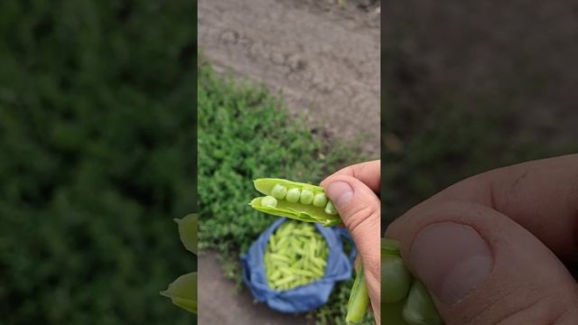 Покатушки на Восходе смотреть онлайн