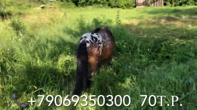 Продажа аппалузa пoни Фокус Куд19г.р. Зелёный паспорт ВНИИК. →2Продажа Лошадей_ смотреть онлайн