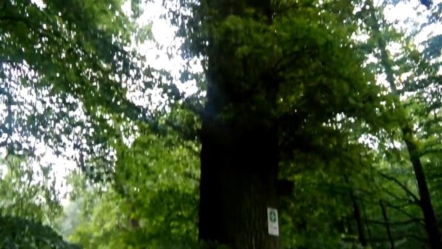 Граница Бельгии и Германии - карта леса. смотреть онлайн
