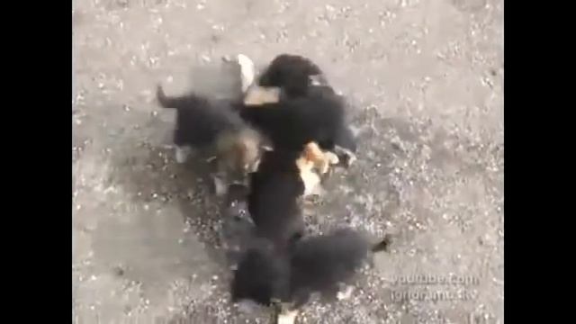 Щенки против кота смотреть онлайн