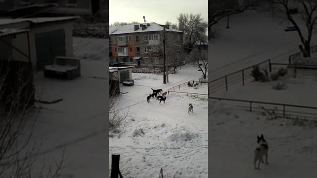Бродячие собаки Макеевки смотреть онлайн