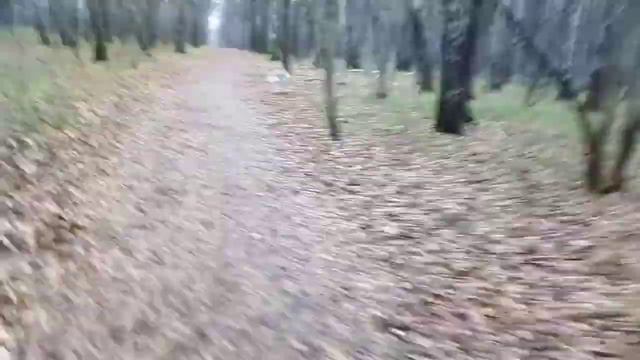 Домашний волк. Тортик в Битцевском лесу. смотреть онлайн