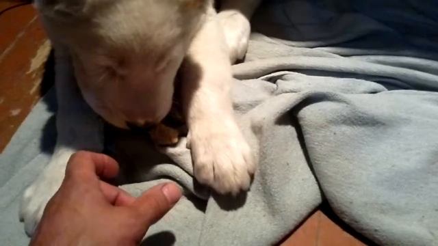 Хан-Хошал Роваят проявление характера смотреть онлайн