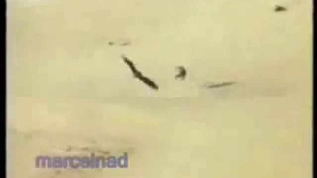 Охота с беркутом на волков.flv смотреть онлайн