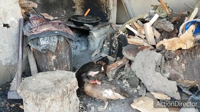 Инстинкт размножения или любовь?💏Сельский обзор🦆🐓🦃🌿 смотреть онлайн