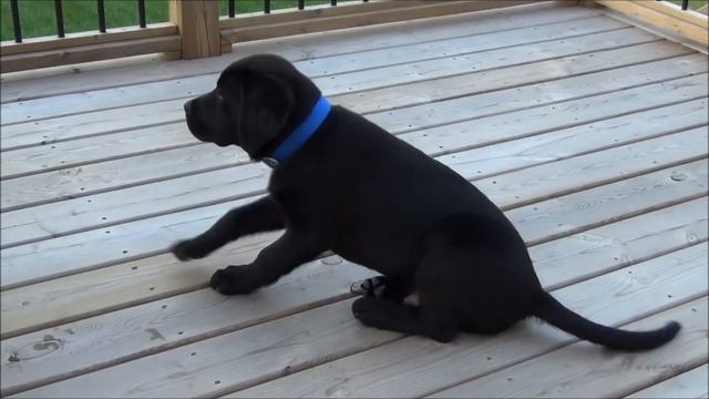 Ben - Black Labrador ( 4-month old ) смотреть онлайн