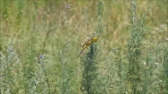 желтые трясогузки смотреть онлайн