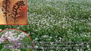 Что такое гречка и какой вид она имеет, когда растет на поле