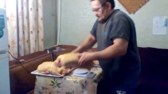 Заготовка гусиного мяса на зиму. смотреть онлайн