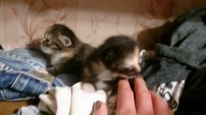 Совсем маленькие котята шипят