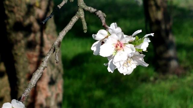 Пчёлы смотреть онлайн