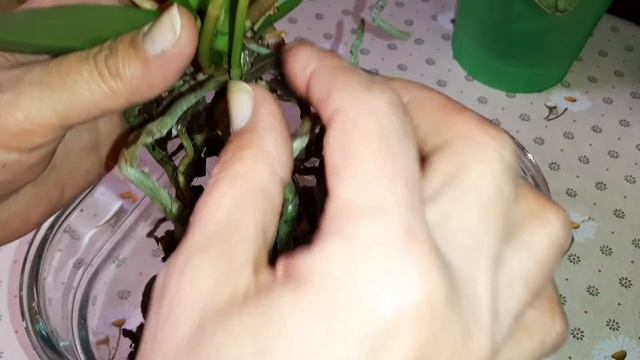 Три Новые Орхидеи "Мир Цветов и Орхидей" | Paph. "Mrs. White" | Aroma multifl. | Мини "бабочка" смотреть онлайн