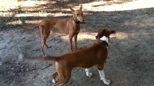 Mami (Podenco Canario) Found a new friend today! Two lovely dogs having fun! смотреть онлайн
