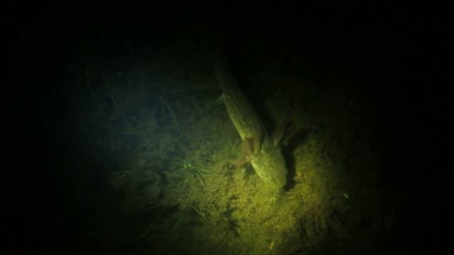 Larval Tiger Salamander (Ambystoma tigrinum) catching food. смотреть онлайн