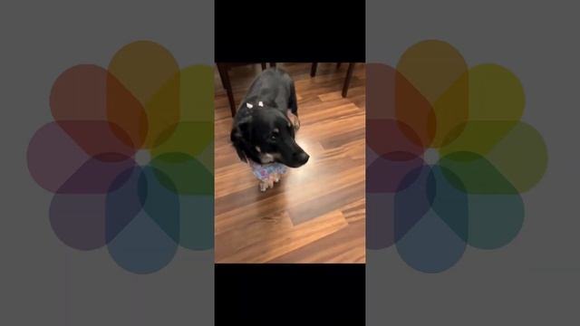 How to Convert Live Photo to GIF on iPhone смотреть онлайн