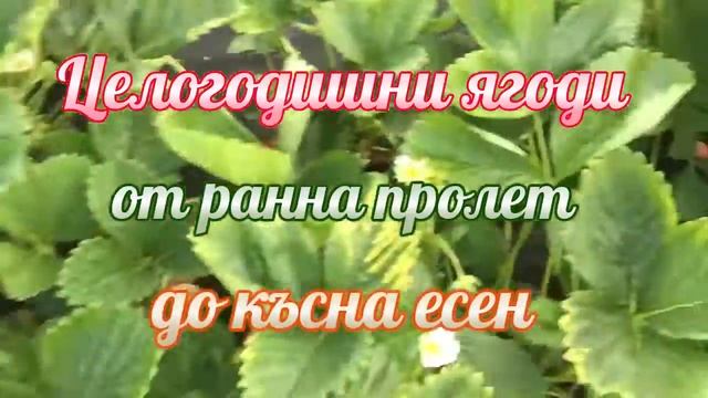 Засаждането на ягоди през есента смотреть онлайн