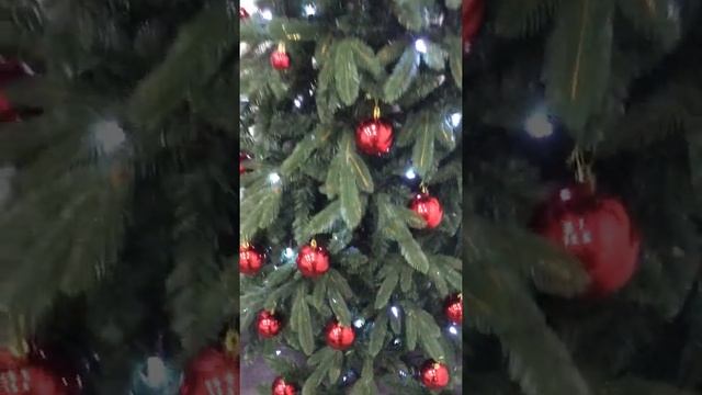Ель «Кавказская» смотреть онлайн