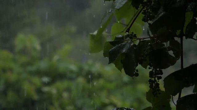 Rain Music with an Orchestra Instrumental Sounds I Deep Healing Effect With Posivity & Stability смотреть онлайн