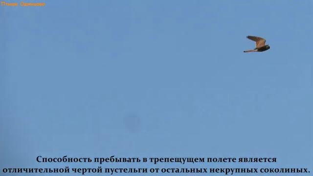 Пустельга обыкновенная смотреть онлайн