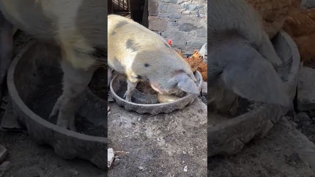 Свинка пепе смотреть онлайн