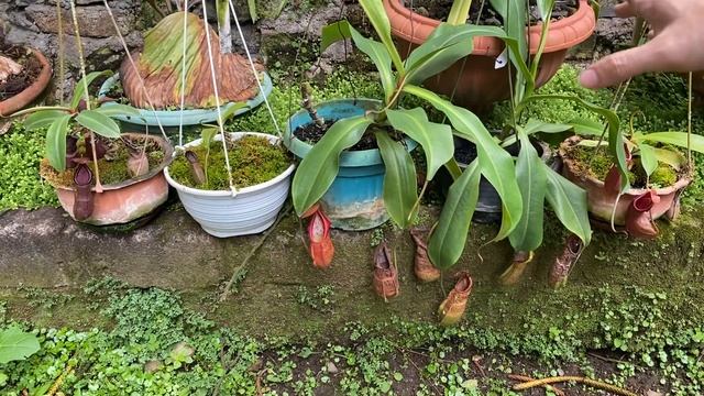 TRIVIA NEPENTHES SPECIES: SPATHULATA COMPLEX TERMASUK ADRIANII