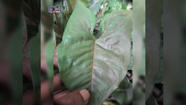 Syngonium /Arrowhead