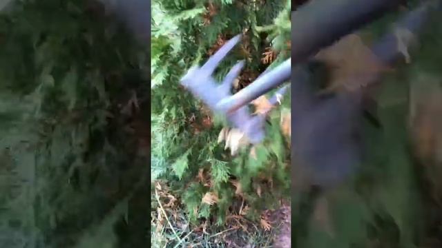 Как почистить туи от желтой хвои смотреть онлайн