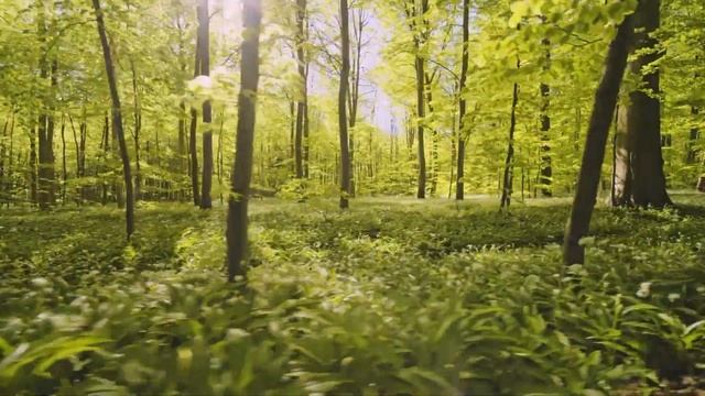 Peaceful Guitar Music. Positive Energy. Relax Music-Sunny Forest
