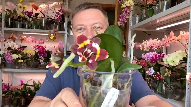 новые ОРХИДЕИ обзор цветения роскошных орхидей 24.03.2022 смотреть онлайн