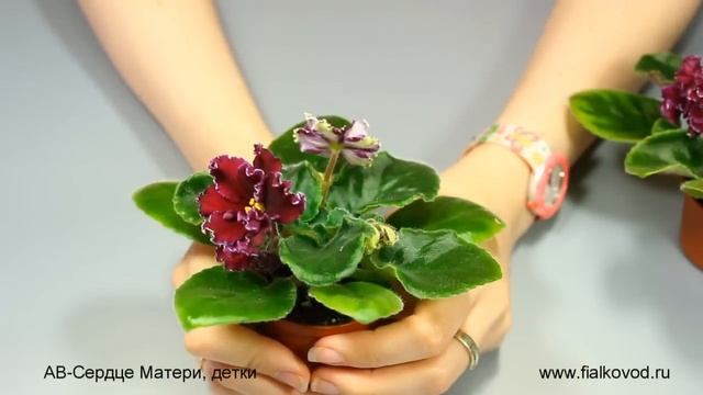 фиалка АВ-Сердце Матери, детки смотреть онлайн