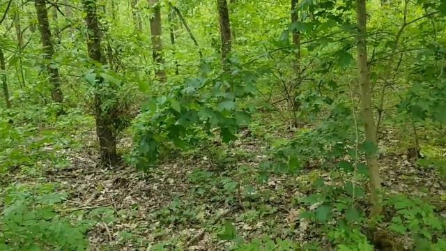 САМВЕЛ АДАМЯН ПРИЗНАЛСЯ - СНИМАЮ ВИДЕО ТОЛЬКО РАДИ ДЕНЕГ. ЭДИК НЕ ОБЩАЕТСЯ С ДОЧЕРЬЮ смотреть онлайн