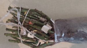 Распаковка посылки из питомника роз "Элит".