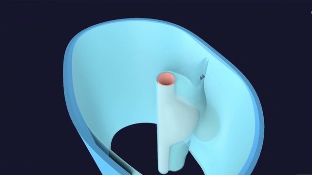 Premium 3D GastroIntestinal Embryology Masterclass смотреть онлайн
