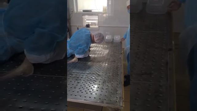 Добыча осетровой икры - аквакультура РК Акватрейд смотреть онлайн