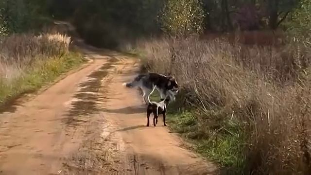 Мещера (Шушмор) смотреть онлайн
