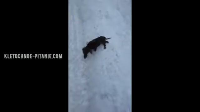 Спасение таксы смотреть онлайн