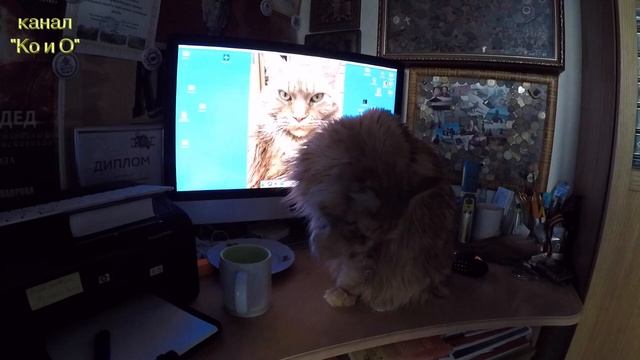 КОШКА МЕЙН КУН ВОРУЕТ КЕФИР CAT THE MAINE COON IS STEALING YOGURT смотреть онлайн