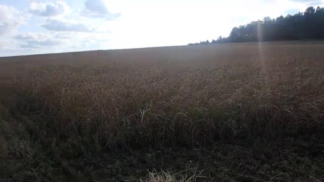 Финиш уборочной страды 2019. Положение дел хоз . от 10.09.2019. Урожайность радует. смотреть онлайн