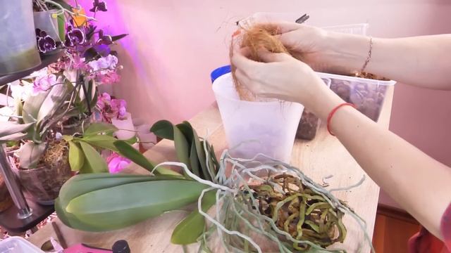 ПЕРЕСАДКА орхидеи. ХИТРЫЙ СПОСОБ СОХРАНИТЬ КОРНИ БЕЗ ПОТЕРЬ И КОРУ ЗАСУНУТЬ БОГАТЫЕ ВОЗДУШНЫЕ КОРНИ смотреть онлайн