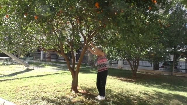 Собираю халявный апельсин в Турции прямо у дома. смотреть онлайн