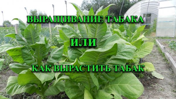 Выращивание табака или как вырастить табак